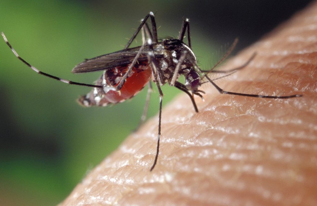 Sposoby na odstraszenie komarów