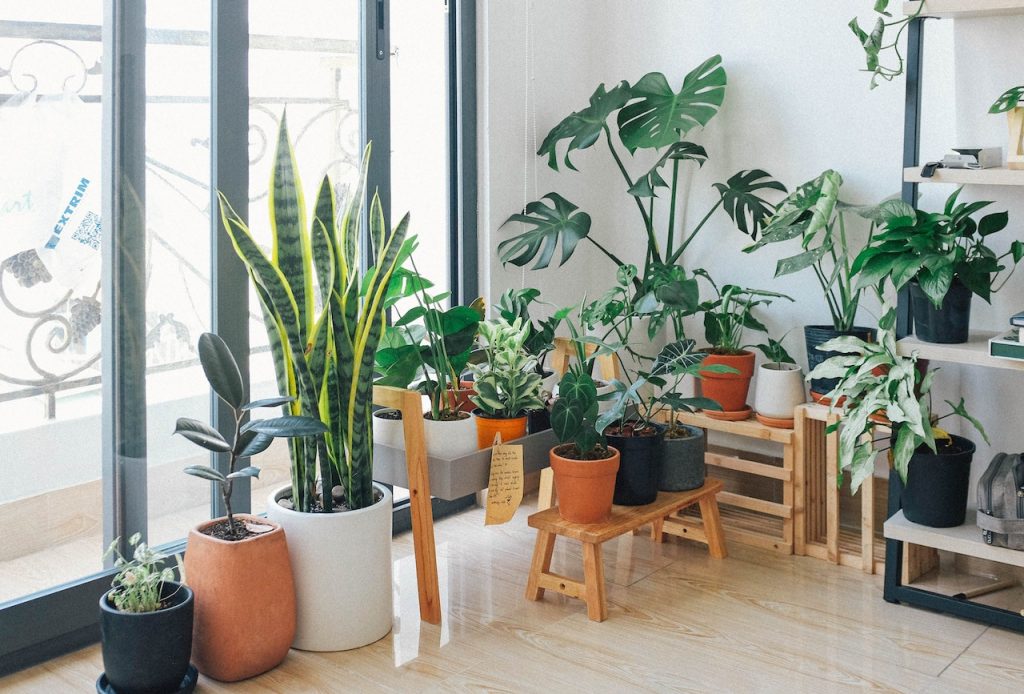 Jakie rośliny doniczkowe warto mieć w domu/mieszkaniu?